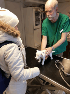 Ahma eläinklinikka