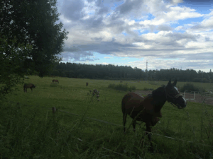 Kaarelan Ratsutalli Oy
