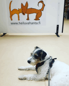 Koirakoulu ja kissakoulu Heiluva Häntä