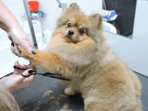Koiratrimmaamo PETs Salonki